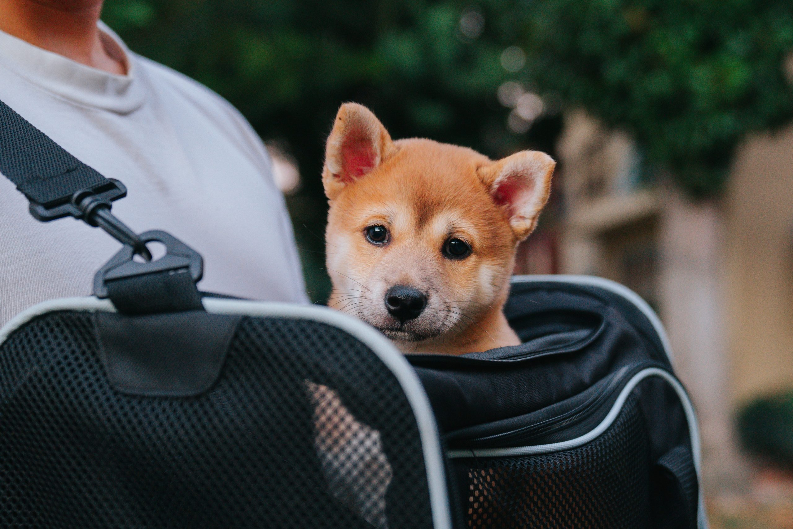 comment choisir un sac de transport pour chien
