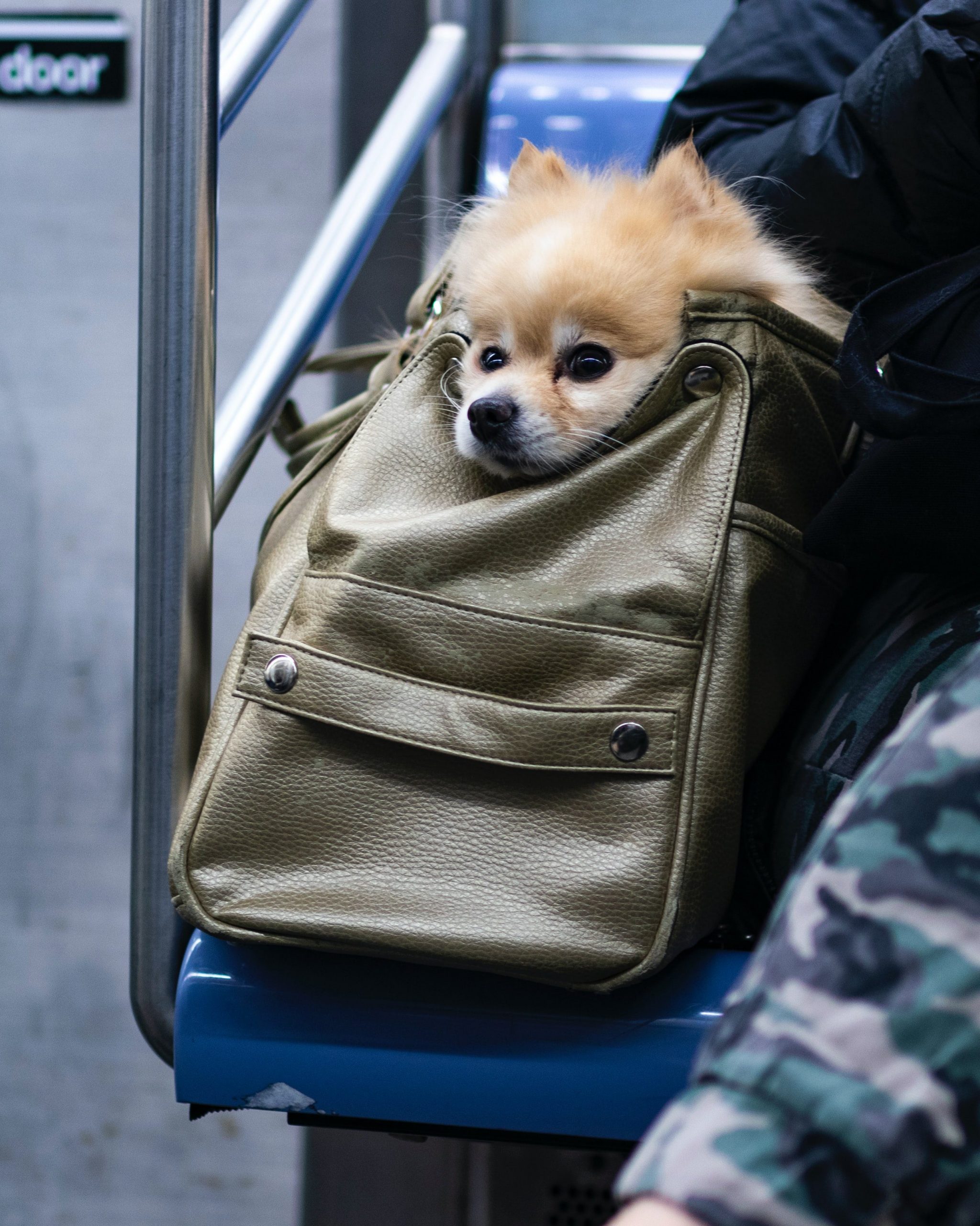 comment choisir un sac de voyage pour chien